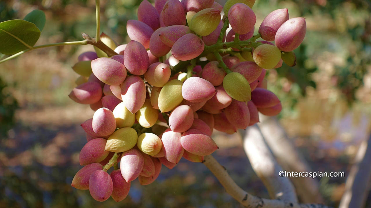 Photo of pistachio fruit cluster