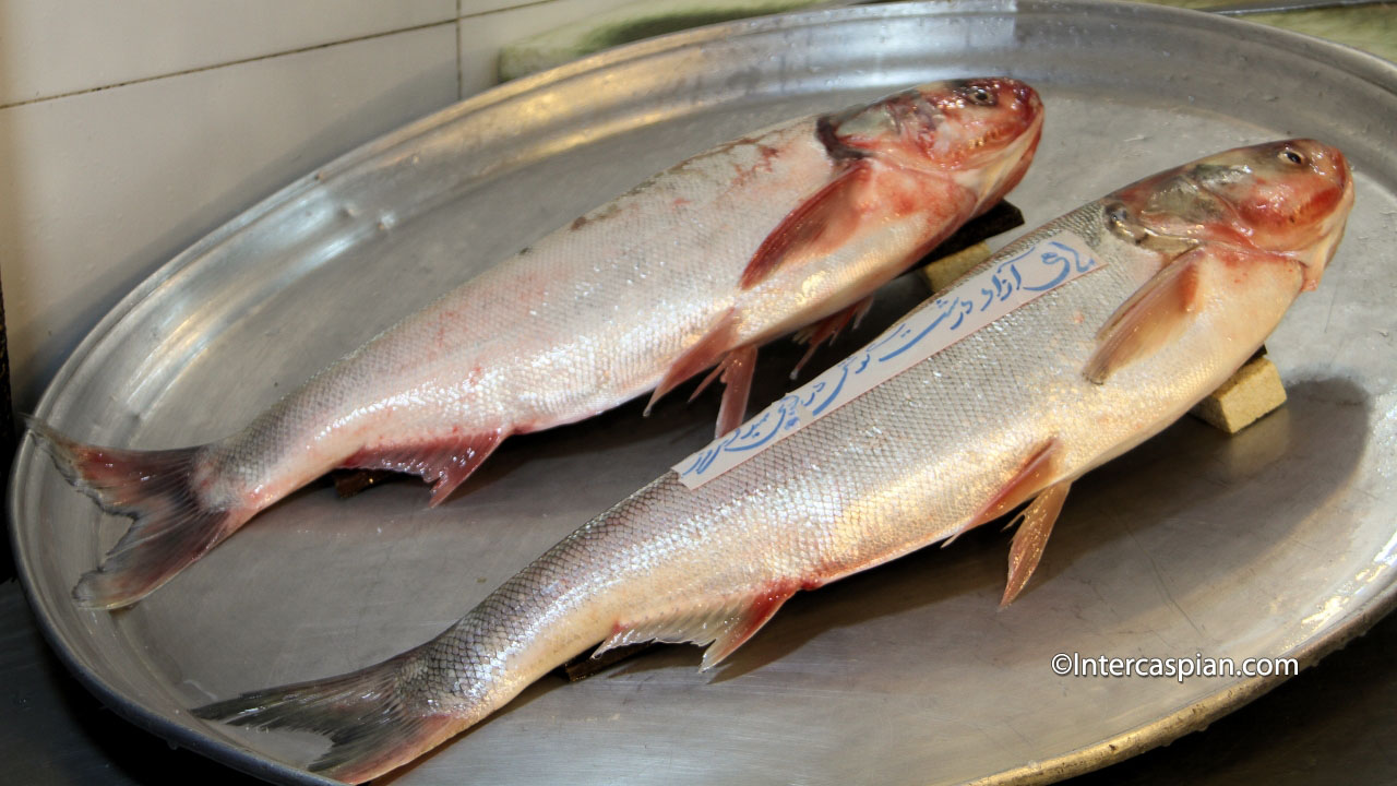 Mahi azad or Caspian salmon fish